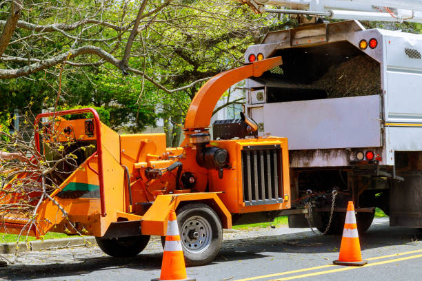 Professional Tree Services in Tignall, GA