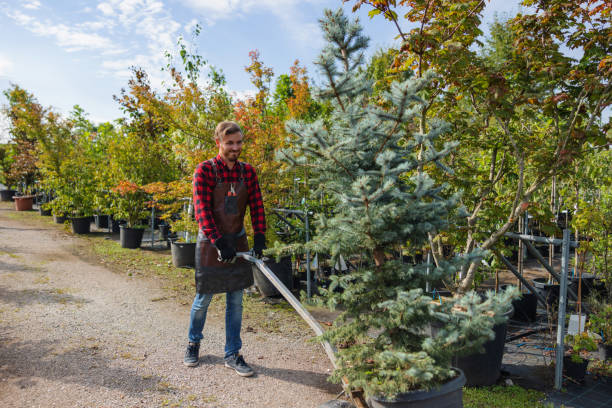 How Our Tree Care Process Works  in Tignall, GA