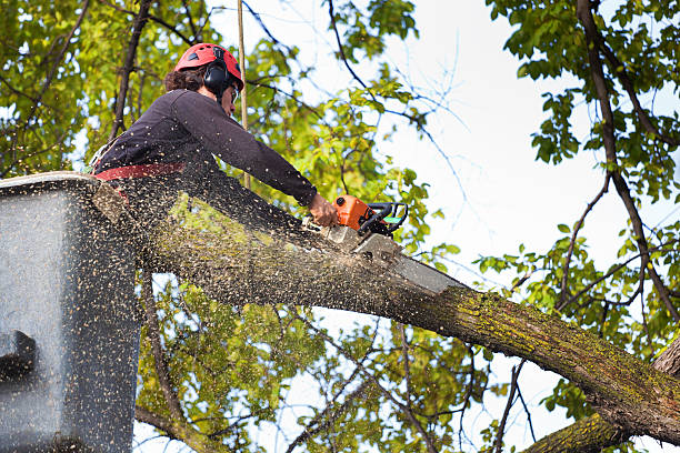 Mulching Services in Tignall, GA